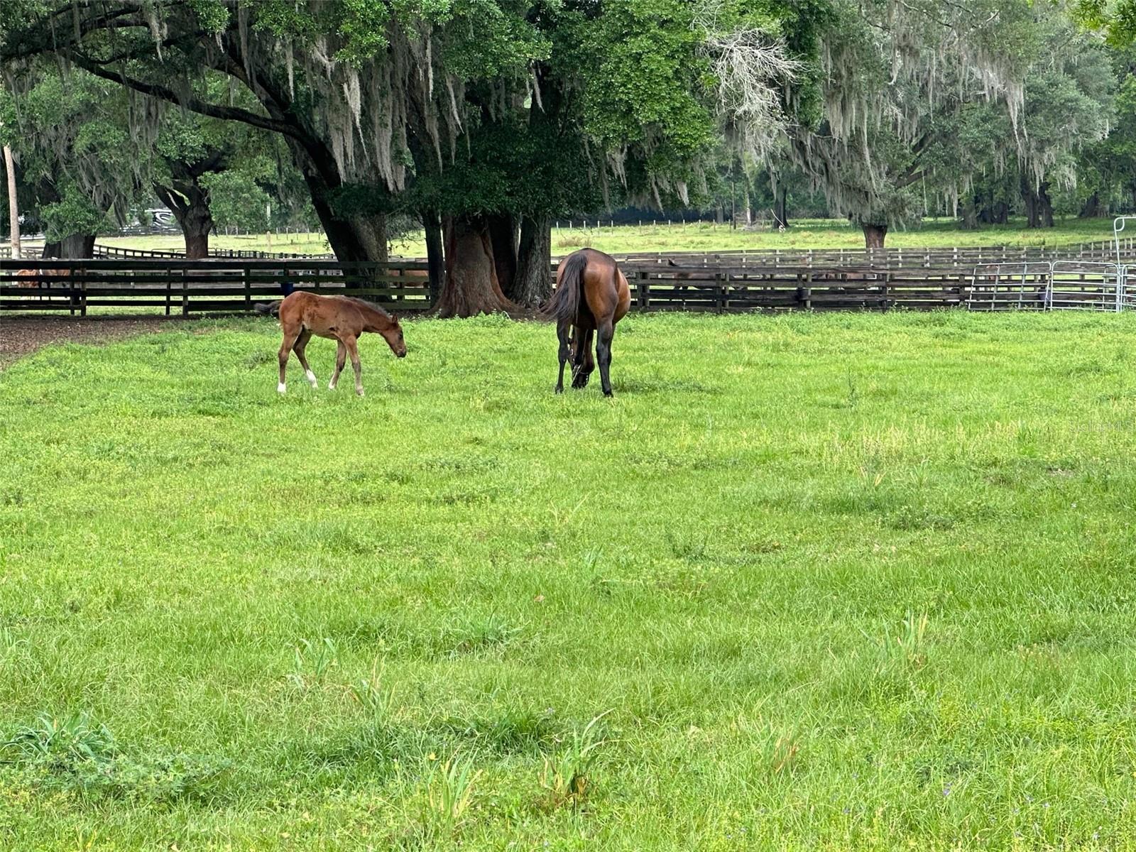 OM676140 Property Photo