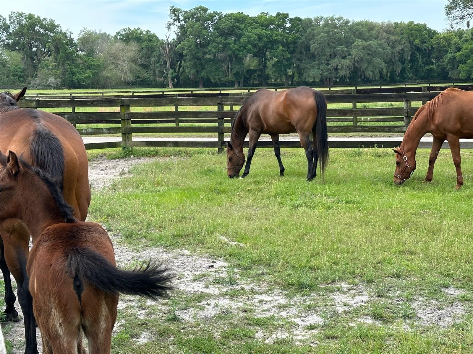 OM676140 Property Photo