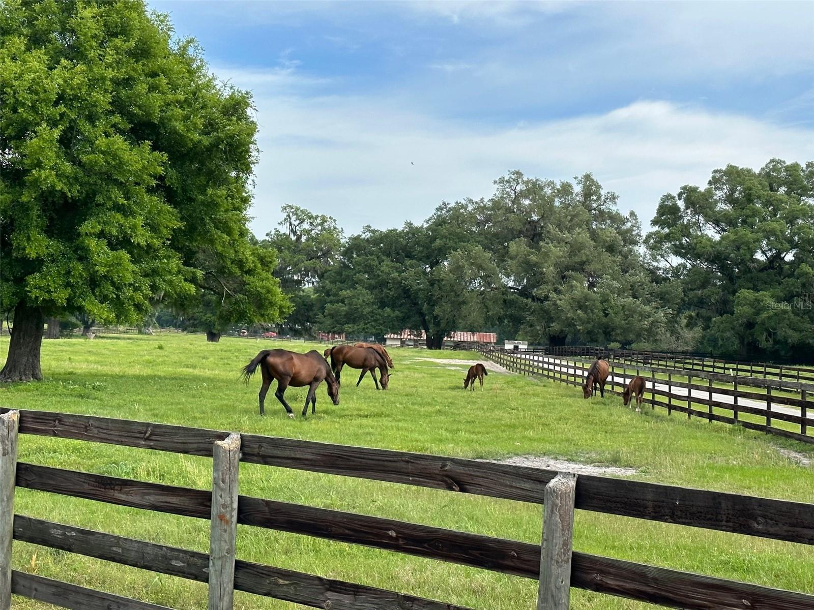 OM676140 Property Photo