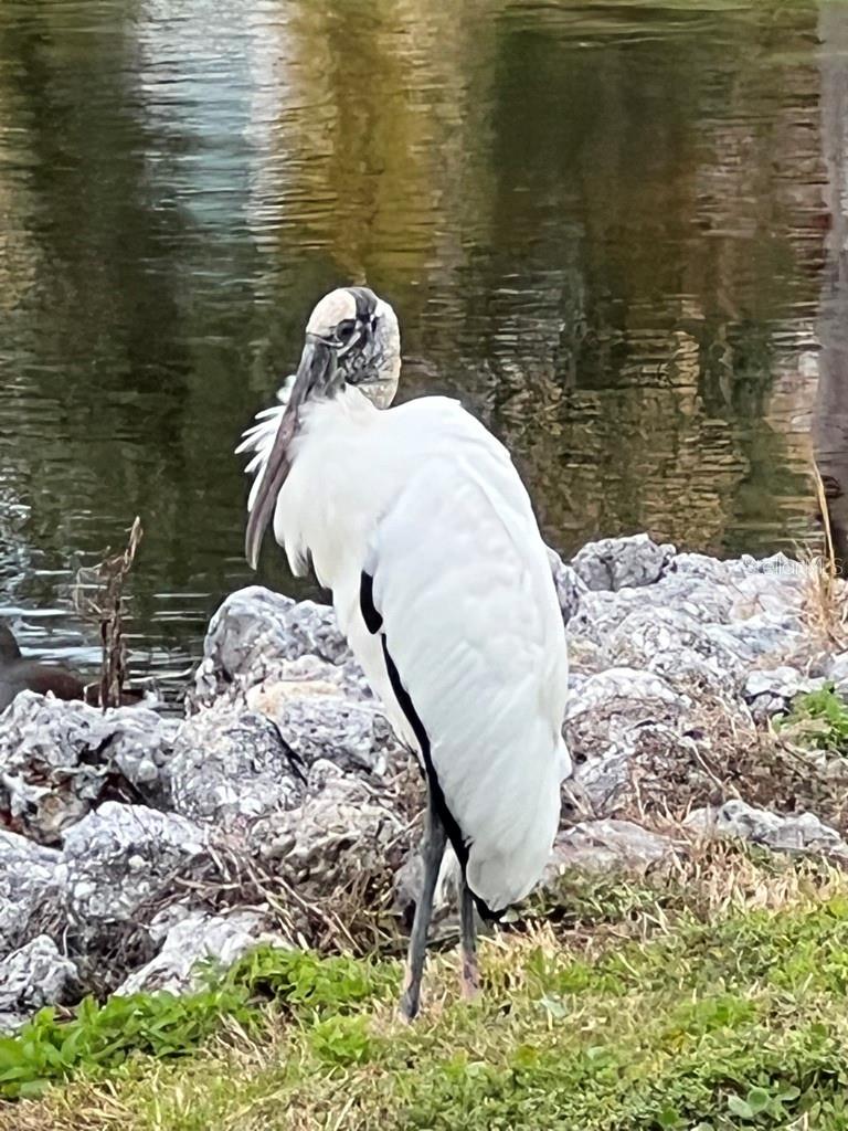 A migrating wood stork enjoying the shores of Marina Bay's lagoons.