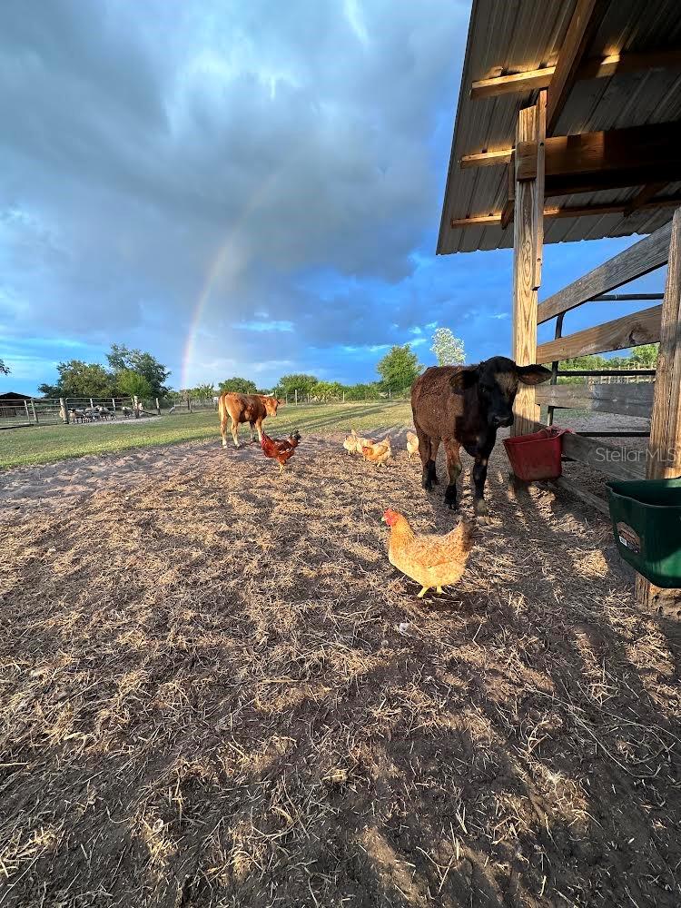 40610 STATE ROAD 64 E, MYAKKA CITY, FL, 34251