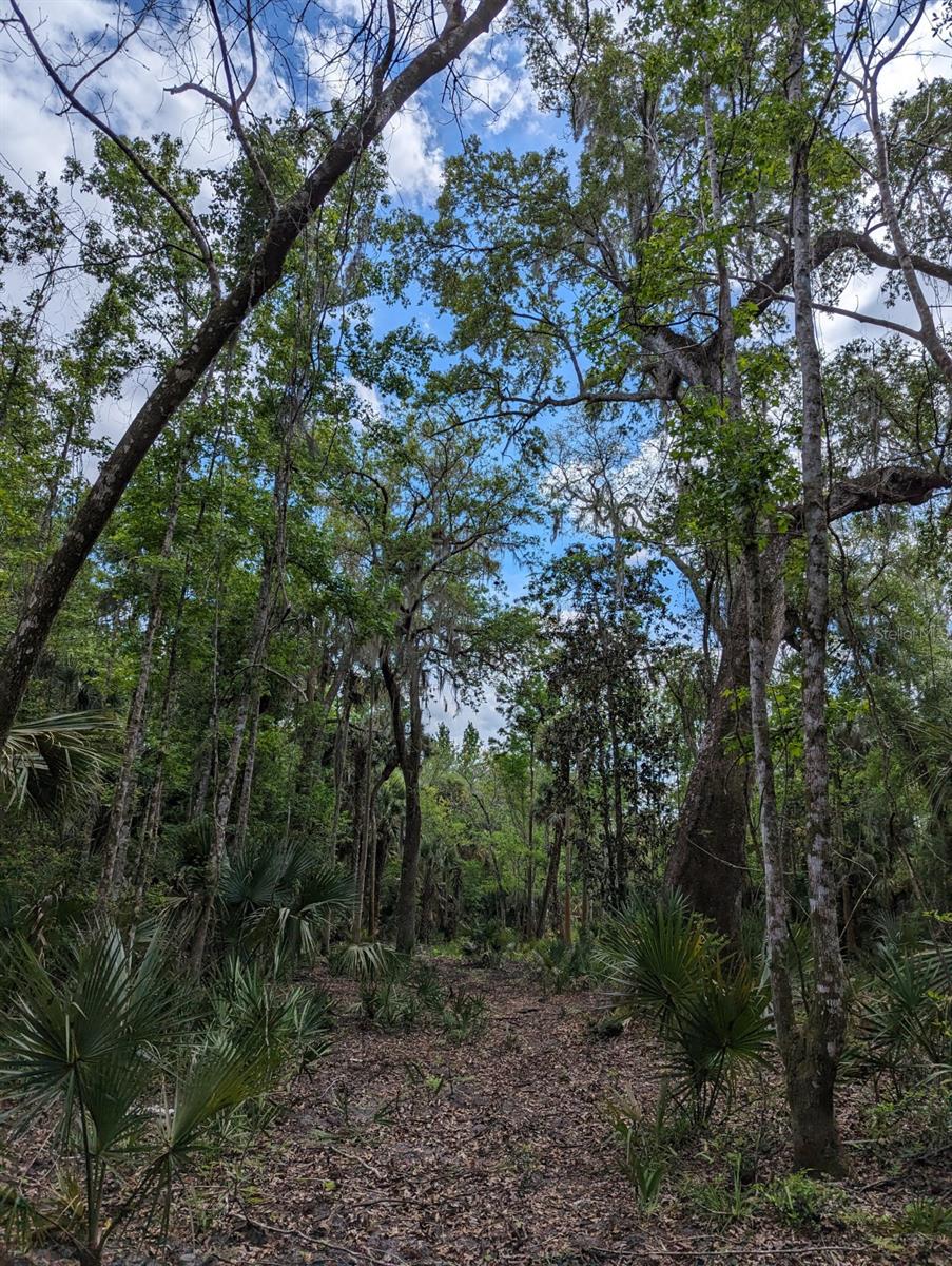 405 STACY GROVE RD, OAK HILL, FL, 32759