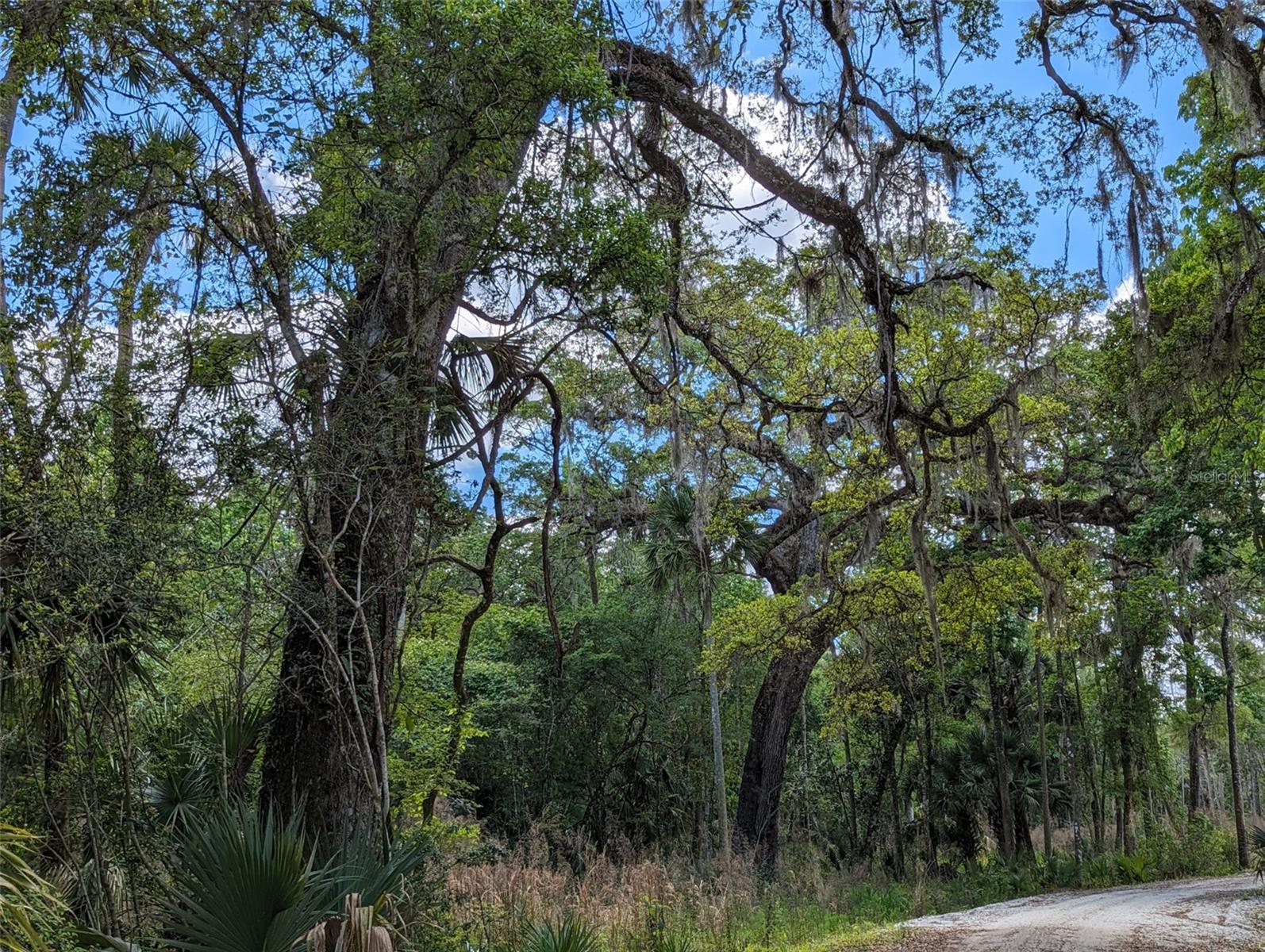 405 STACY GROVE RD, OAK HILL, FL, 32759