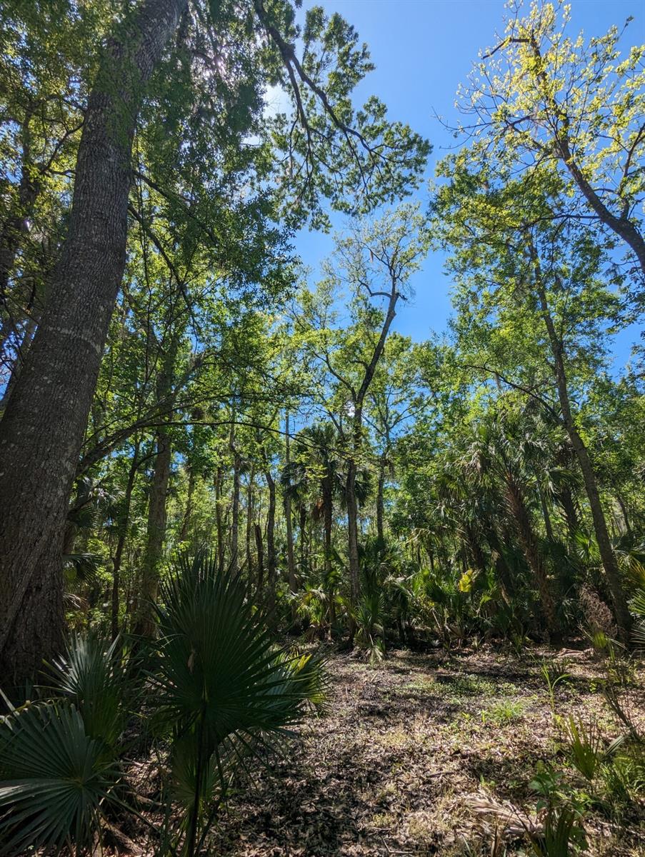 405 STACY GROVE RD, OAK HILL, FL, 32759