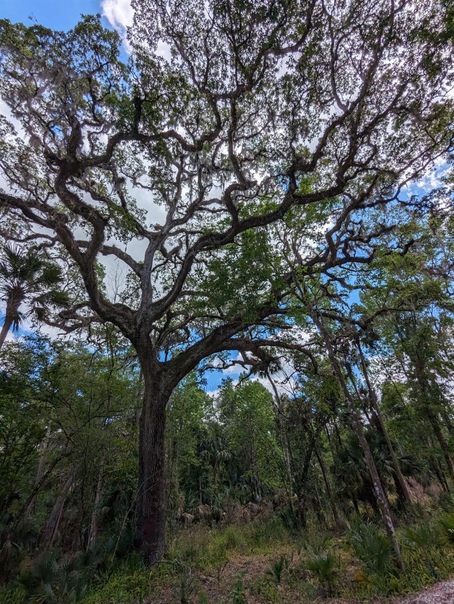 405 STACY GROVE RD, OAK HILL, FL, 32759