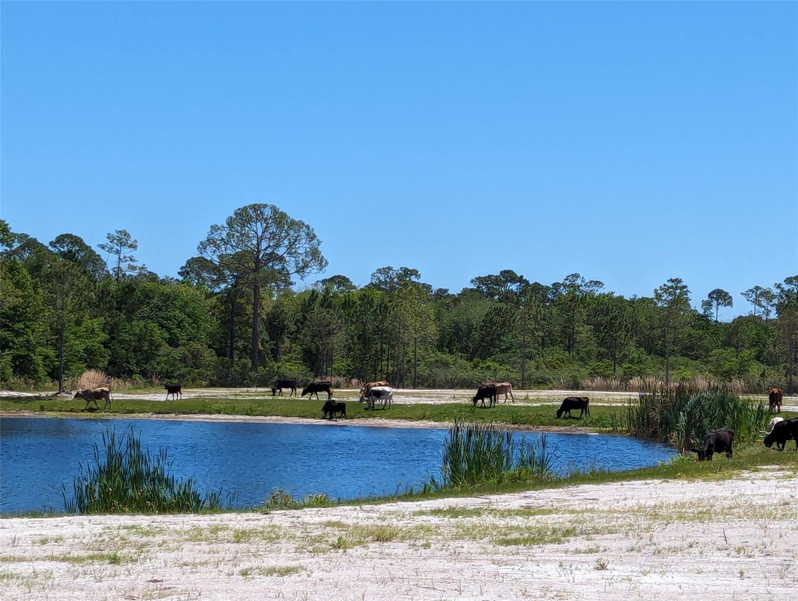 405 STACY GROVE RD, OAK HILL, FL, 32759