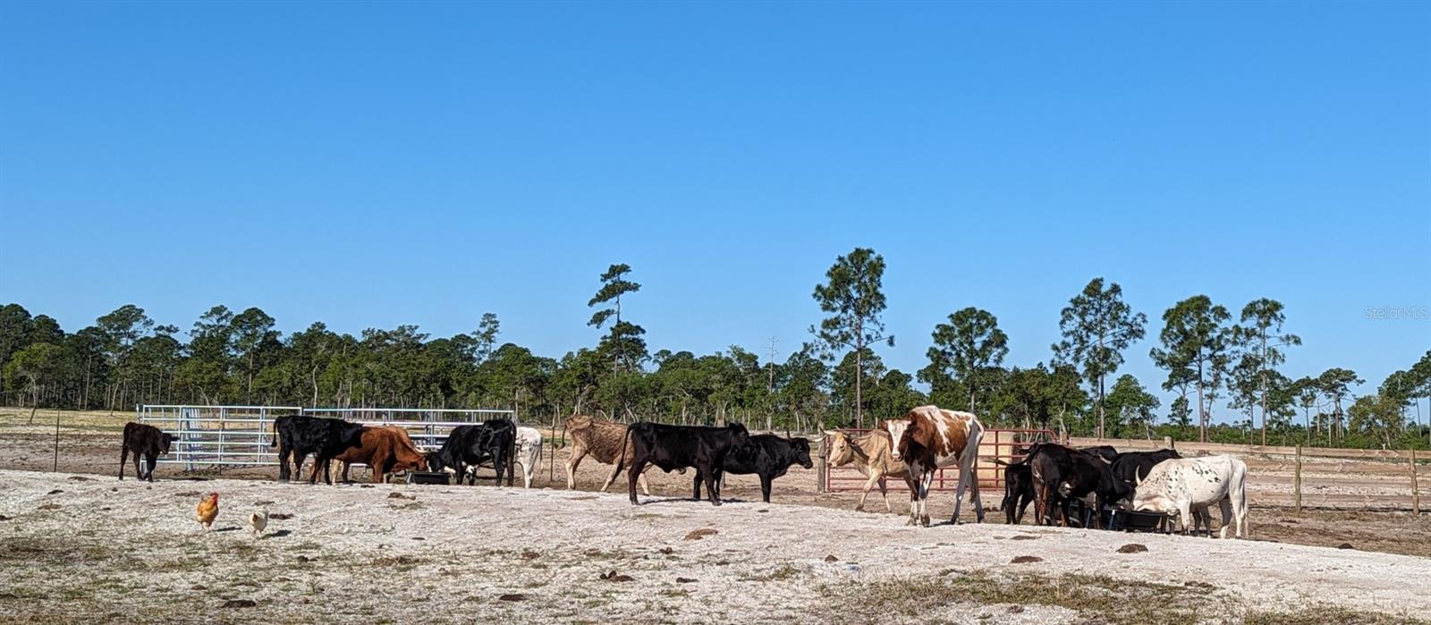 405 STACY GROVE RD, OAK HILL, FL, 32759