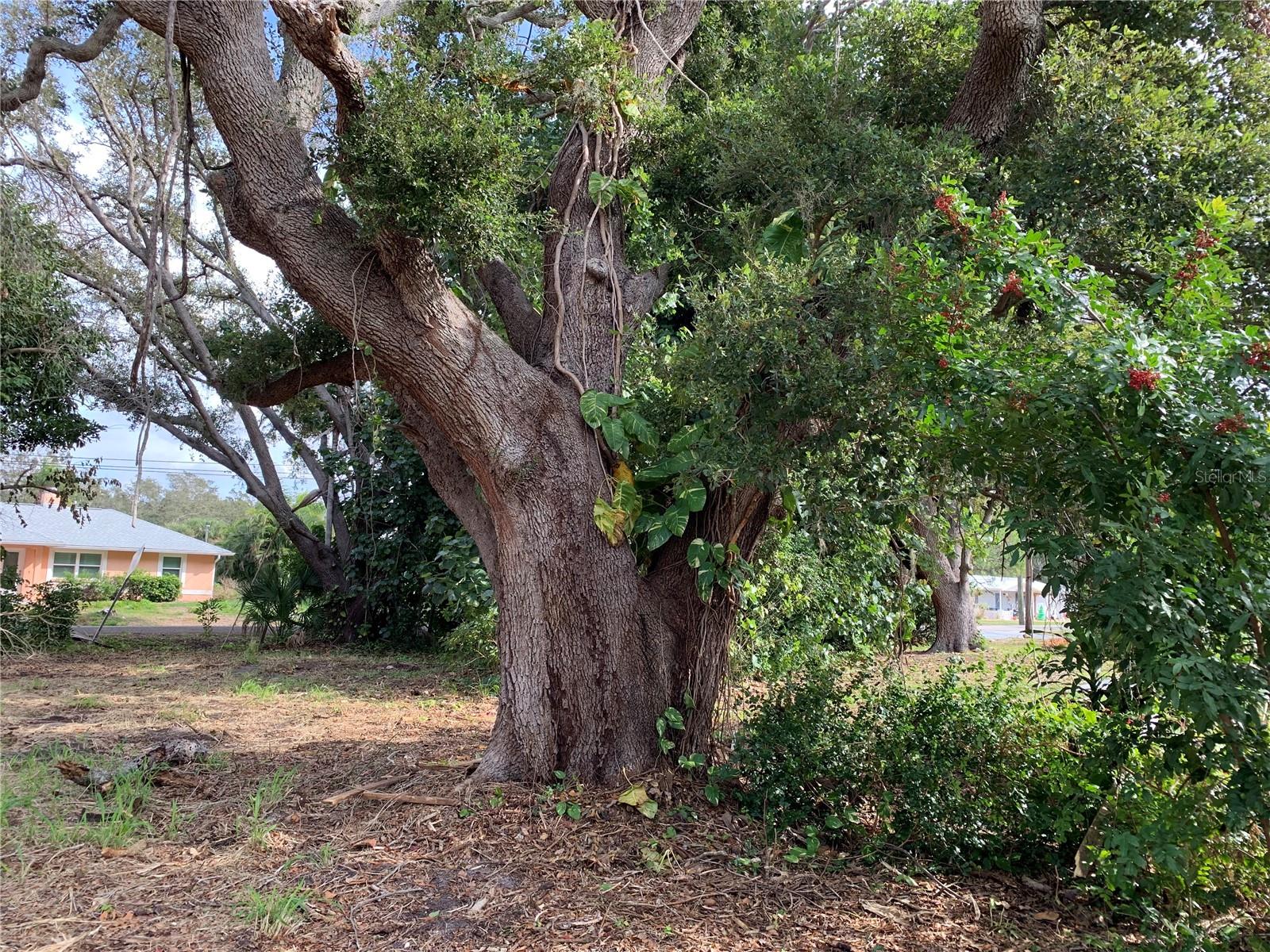 CHESTNUT RD, VENICE, FL, 34293
