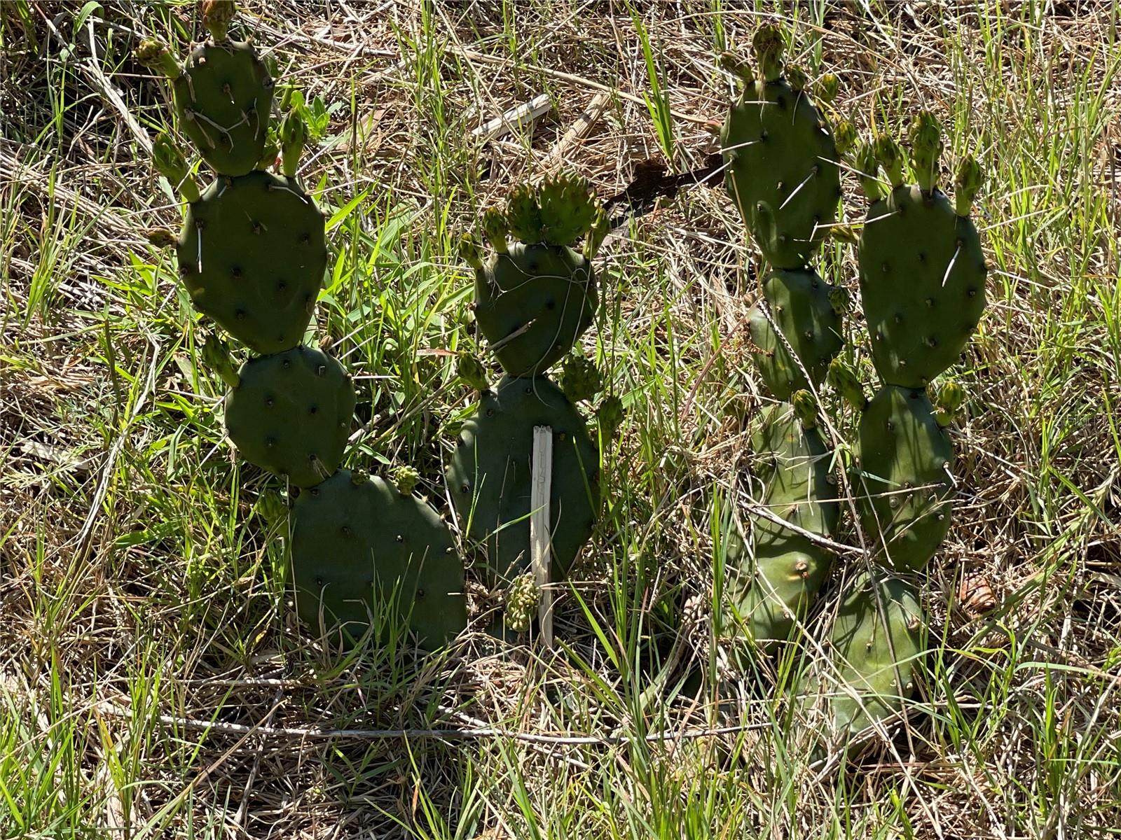 4770 SW 166TH COURT RD, OCALA, FL, 34481