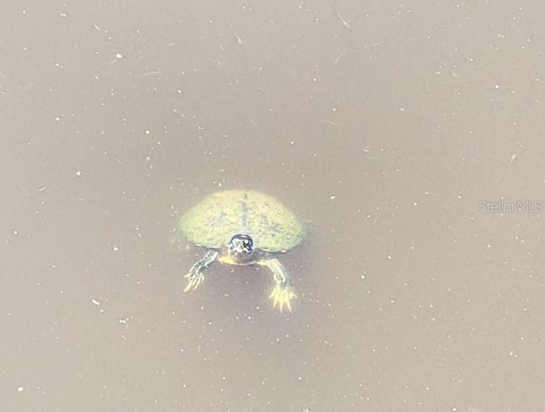 538 GRENADA ST, PORT CHARLOTTE, FL, 33948