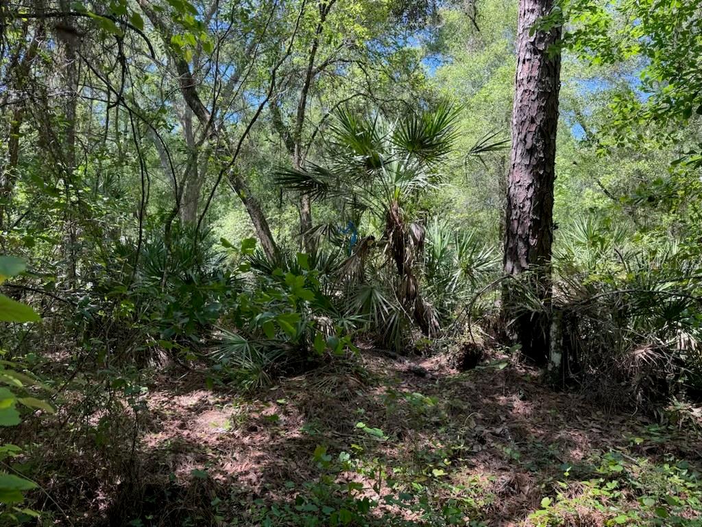 CITADEL DR, WEBSTER, FL, 33597