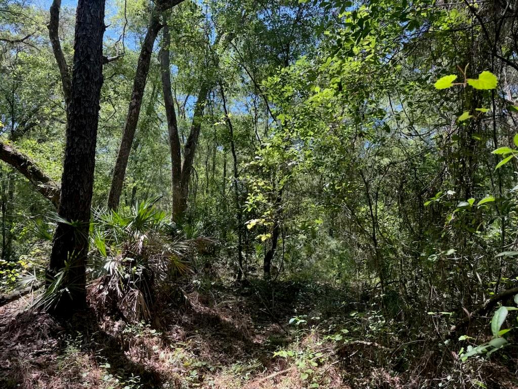 CITADEL DR, WEBSTER, FL, 33597