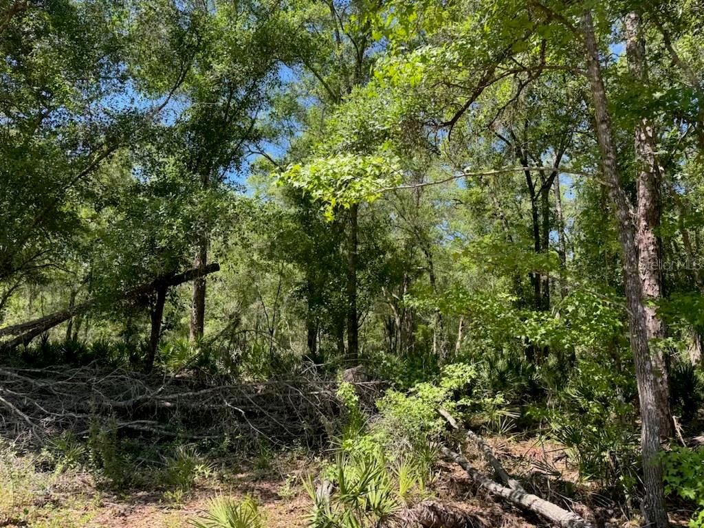 CITADEL DR, WEBSTER, FL, 33597