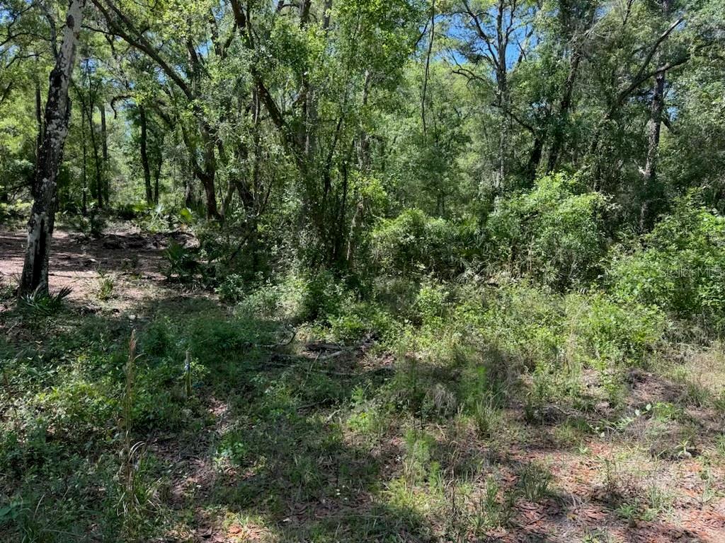 CITADEL DR, WEBSTER, FL, 33597