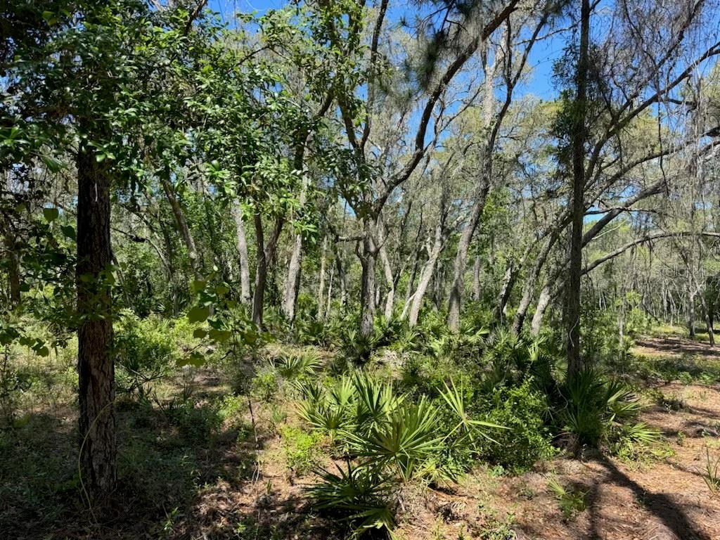 CITADEL DR, WEBSTER, FL, 33597