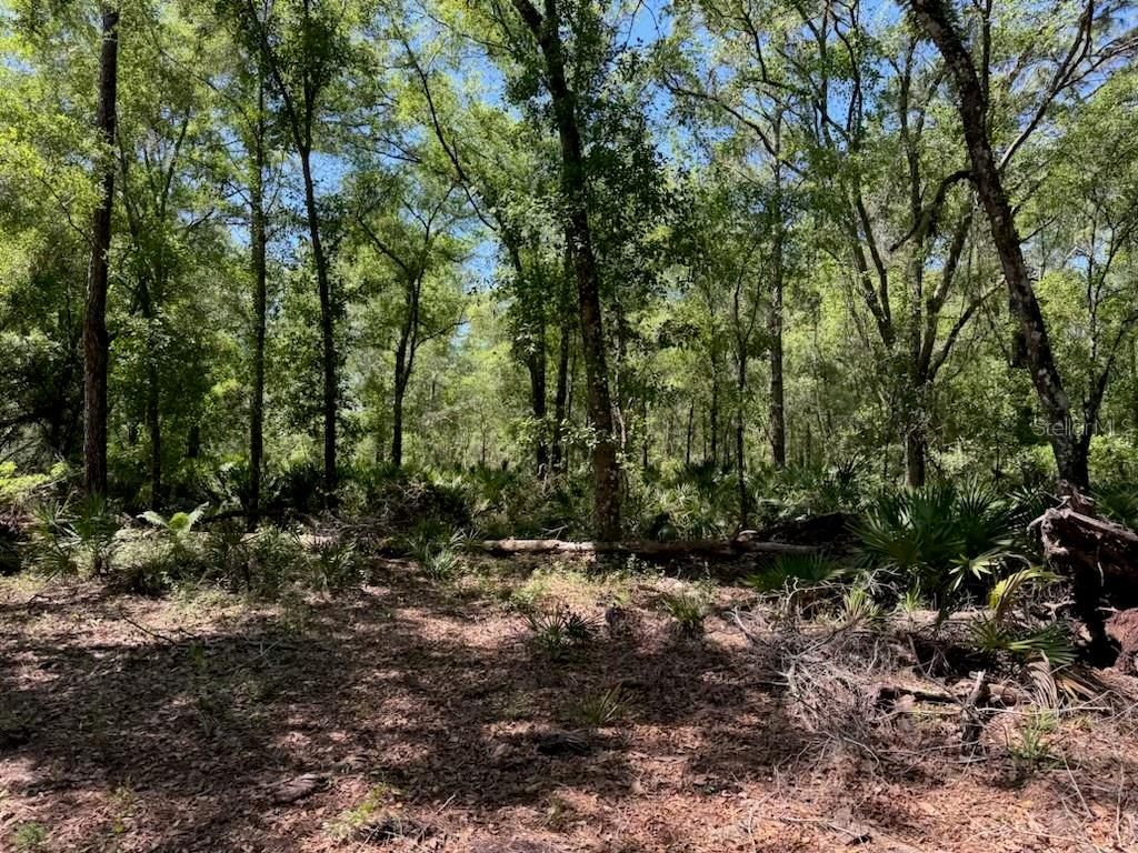 CITADEL DR, WEBSTER, FL, 33597