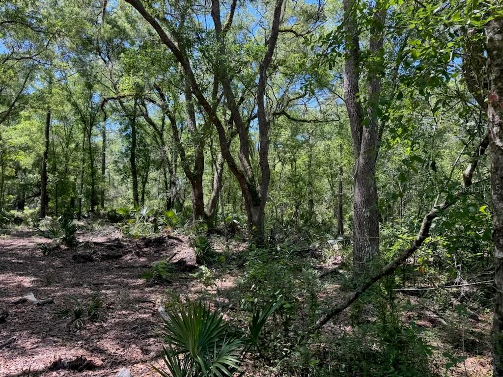 CITADEL DR, WEBSTER, FL, 33597