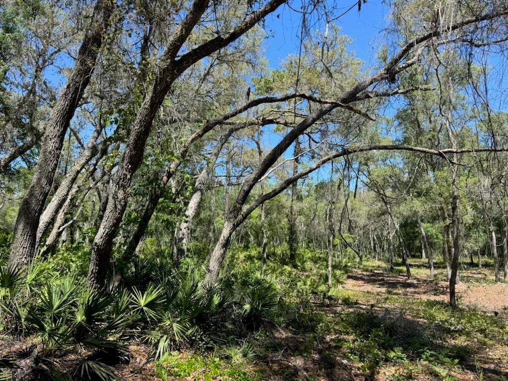 CITADEL DR, WEBSTER, FL, 33597