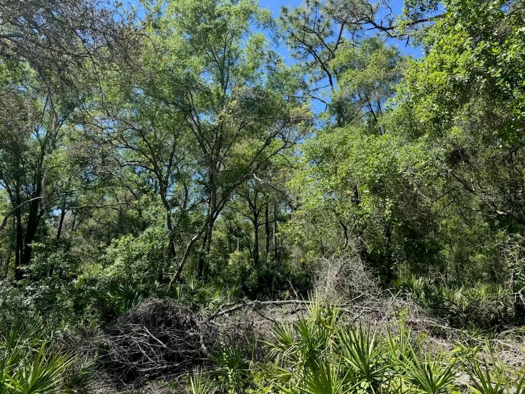 CITADEL DR, WEBSTER, FL, 33597