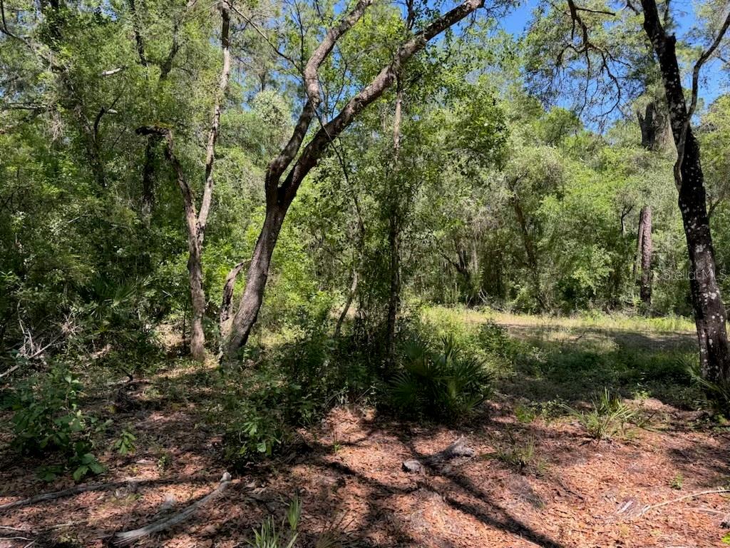 CITADEL DR, WEBSTER, FL, 33597