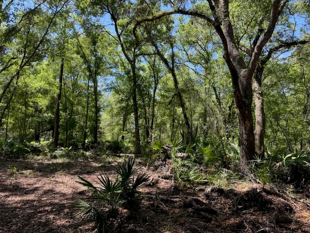 CITADEL DR, WEBSTER, FL, 33597