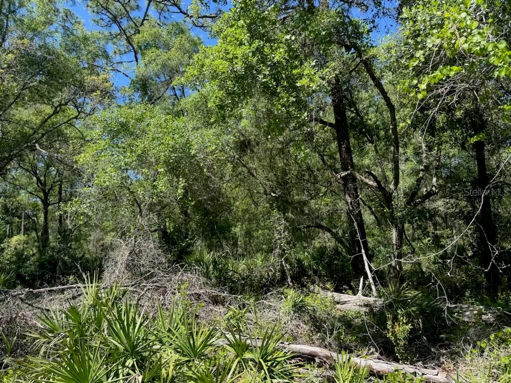 CITADEL DR, WEBSTER, FL, 33597