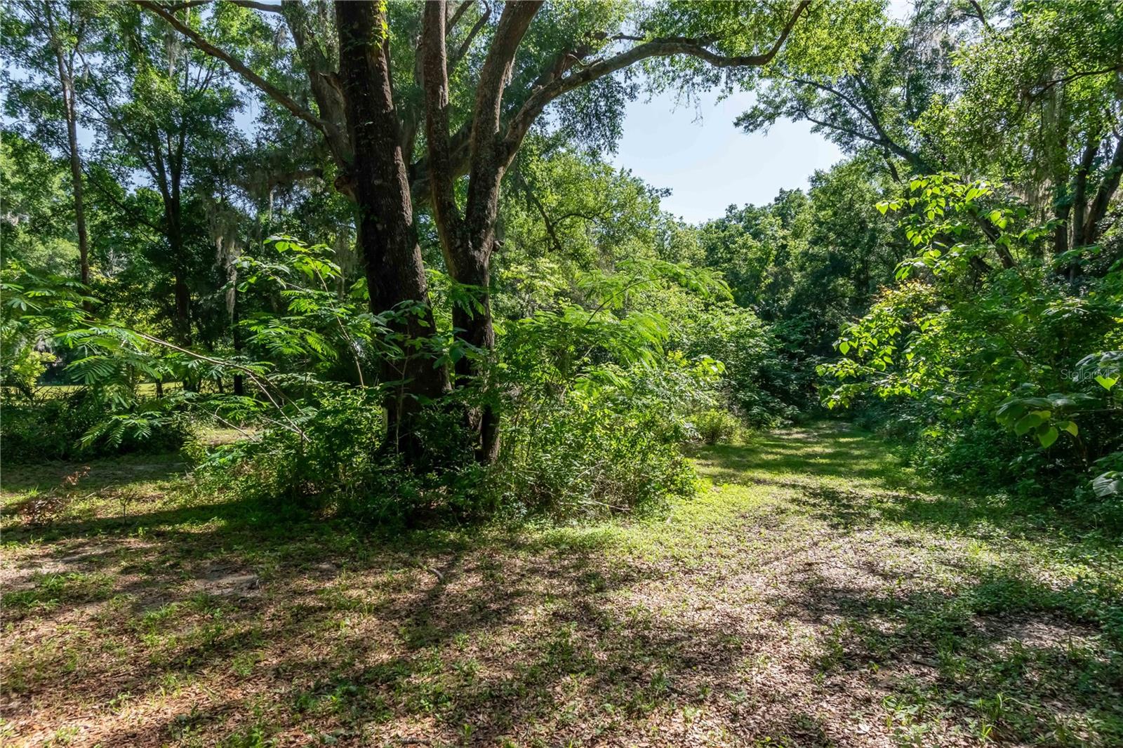 13881 NE JACKSONVILLE RD, CITRA, FL, 32113