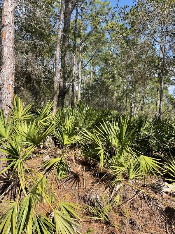 32 FYFE AVE, DEBARY, FL, 32713