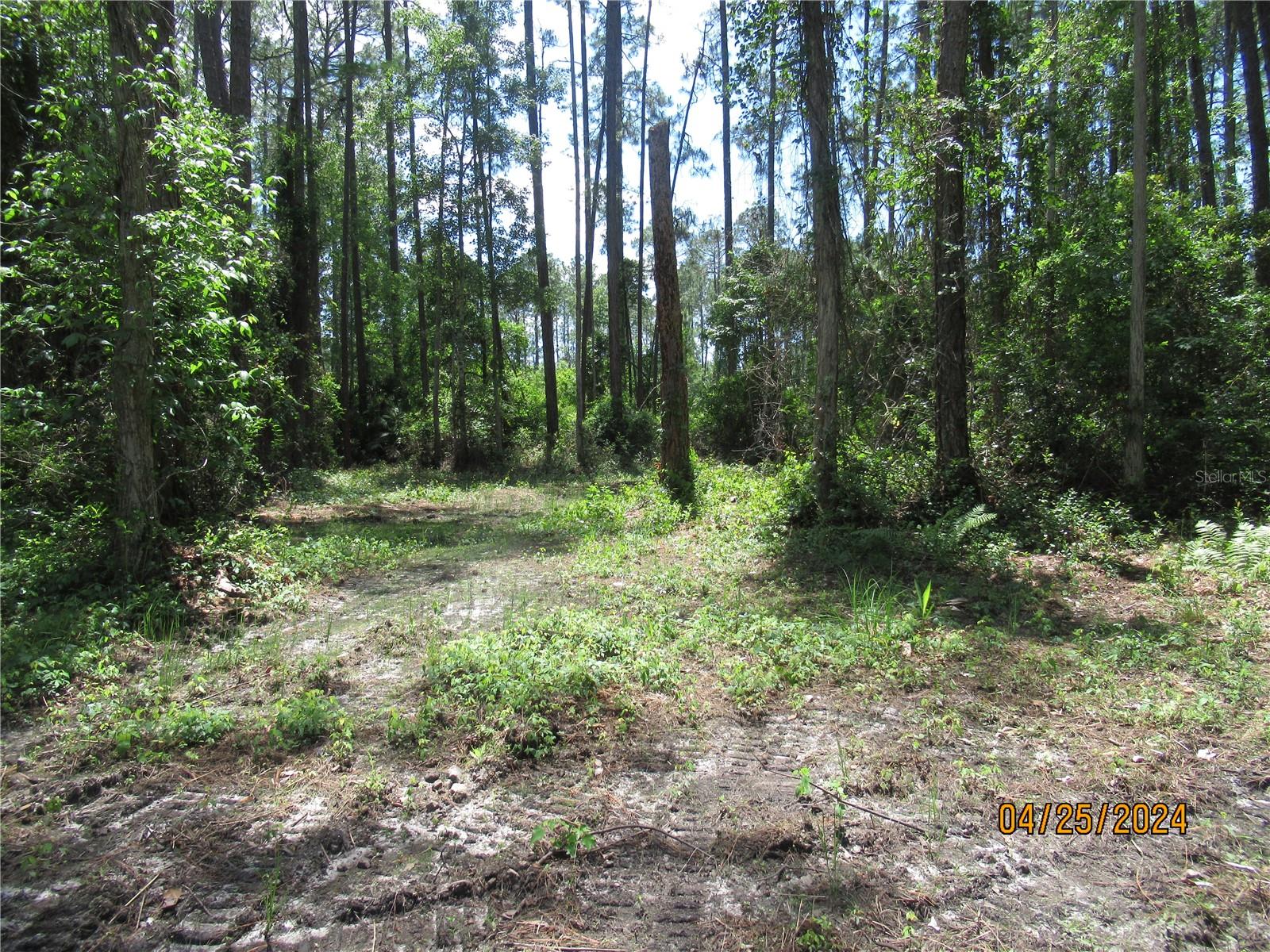 4643 WALNUT AVE, BUNNELL, FL, 32110