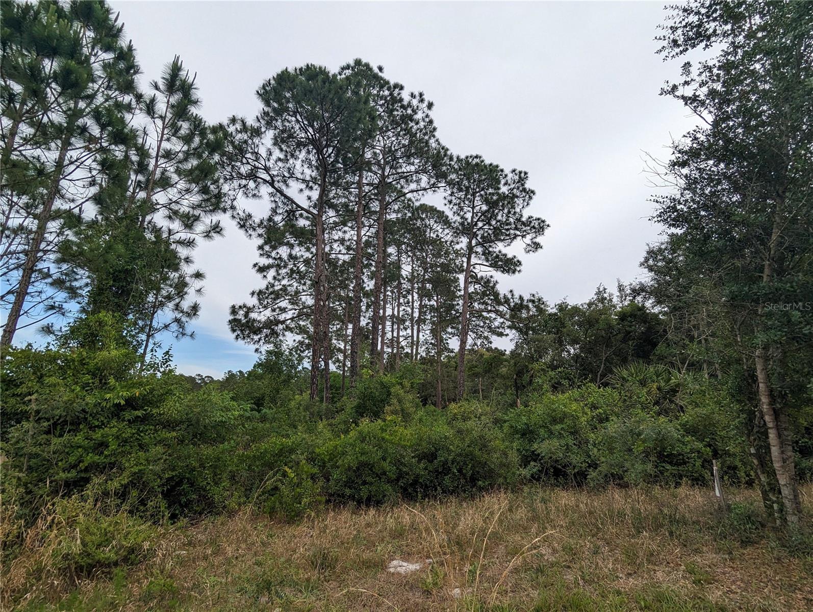 SPRUCE DR, EUSTIS, FL, 32736