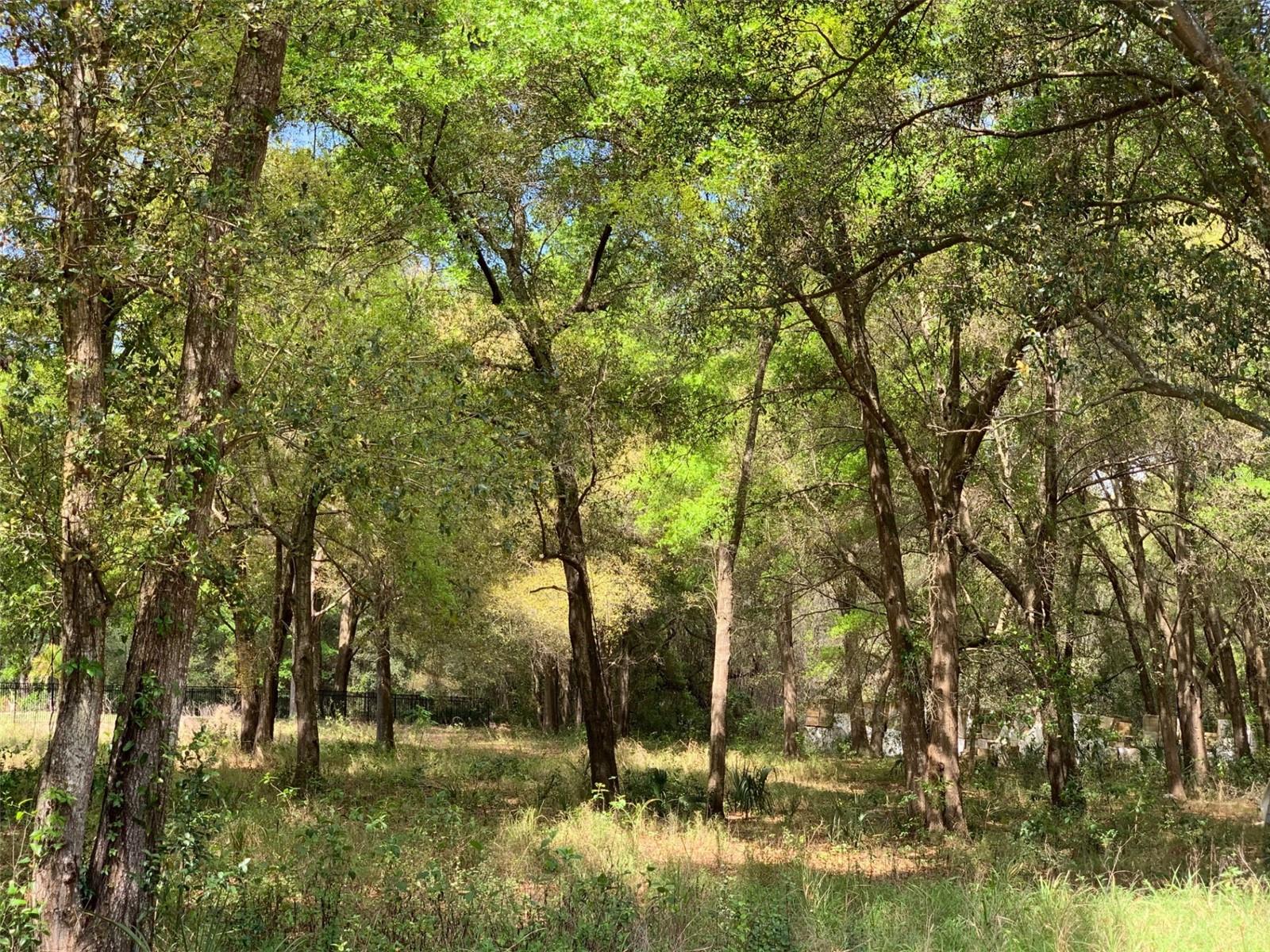 MORTON JONES RD, GOTHA, FL, 34734