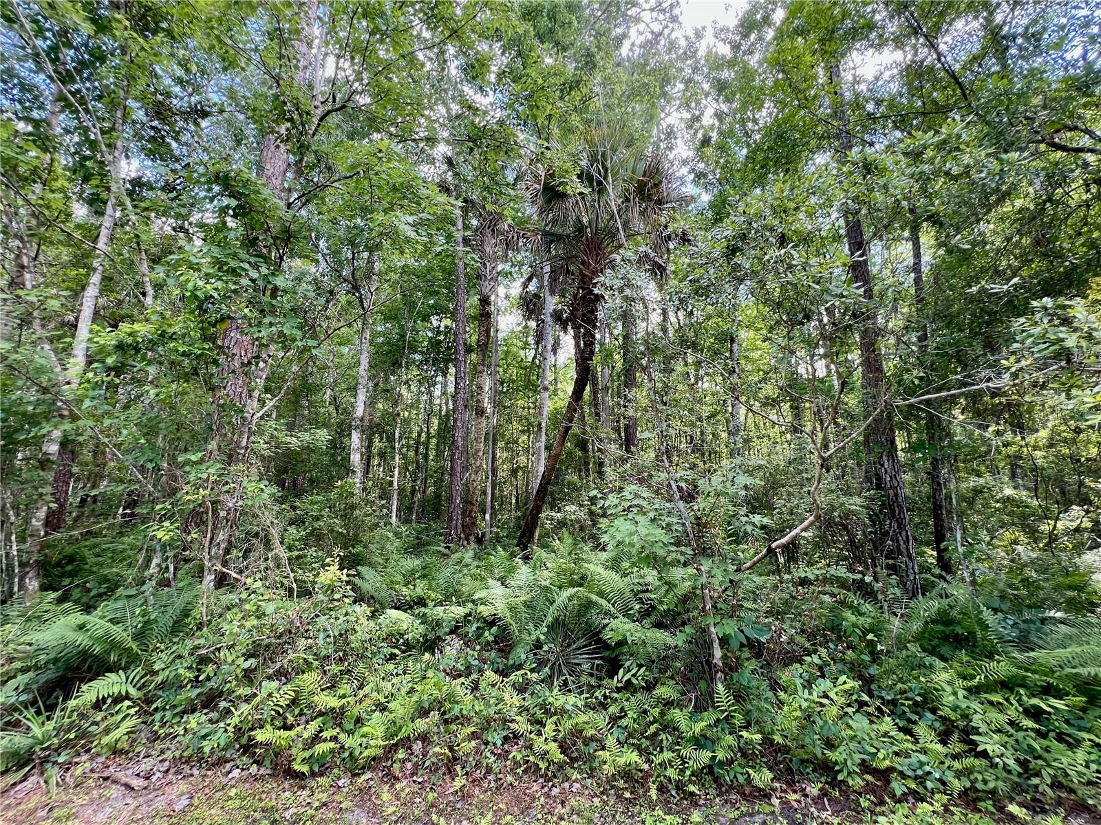 AMELIA TRL, KISSIMMEE, FL, 34747