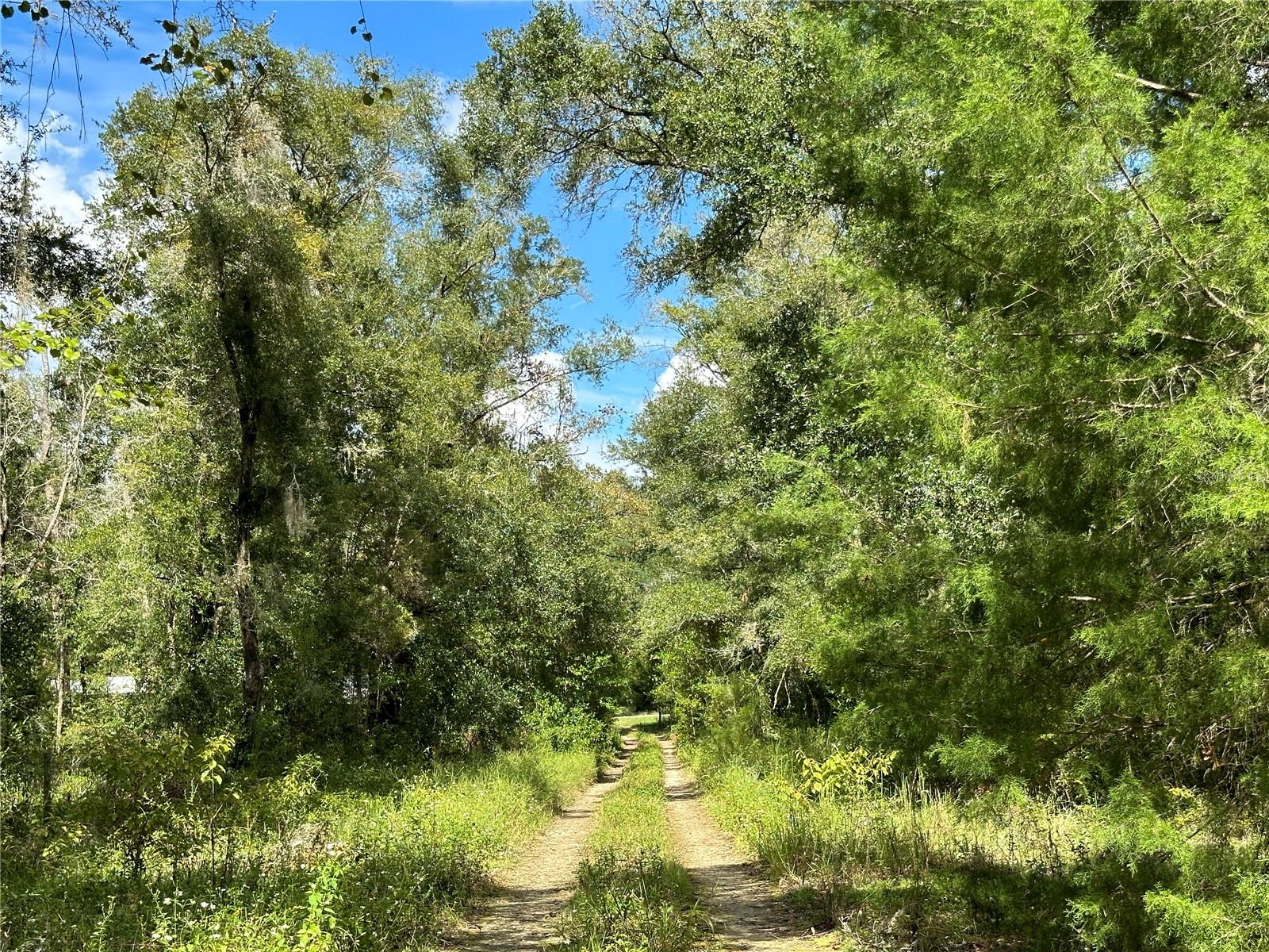 000 NE 156TH AVE, WILLISTON, FL, 32696