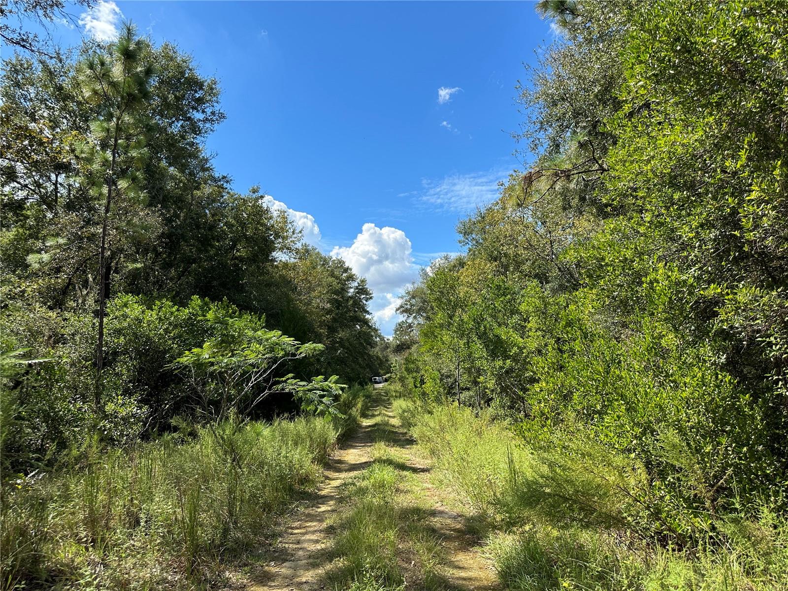 000 NE 156TH AVE, WILLISTON, FL, 32696