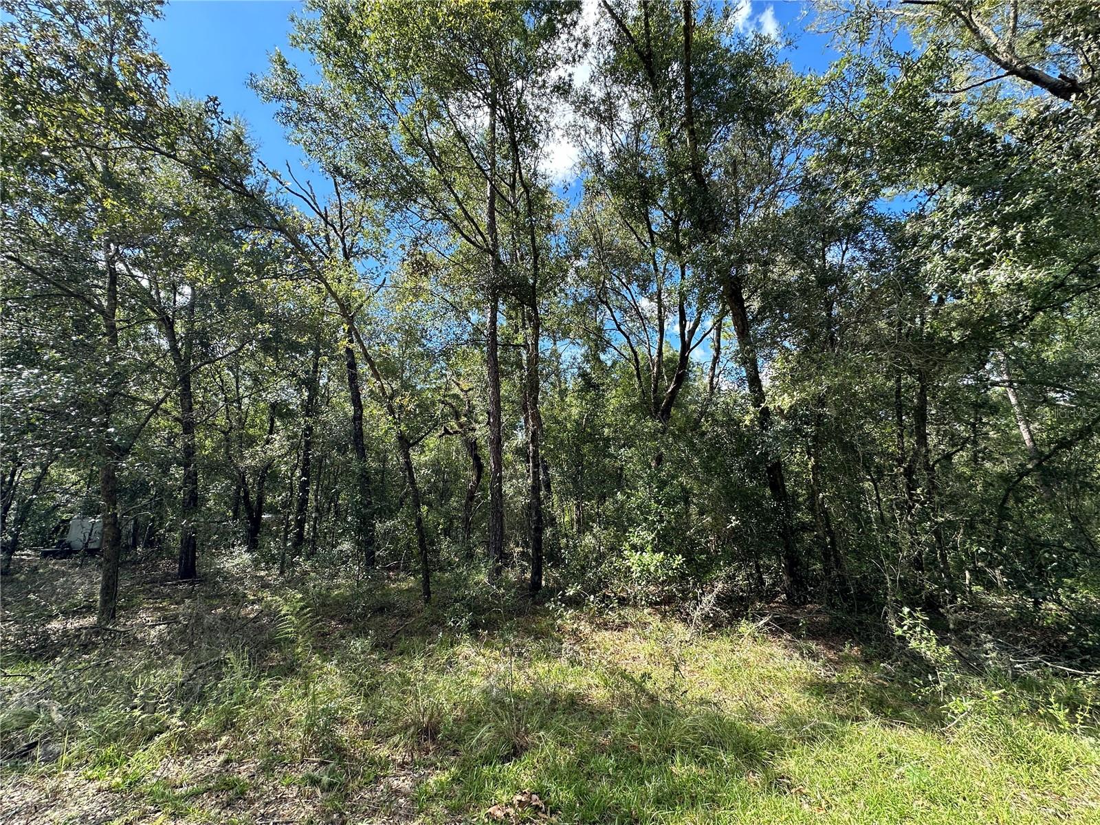 000 NE 156TH AVE, WILLISTON, FL, 32696