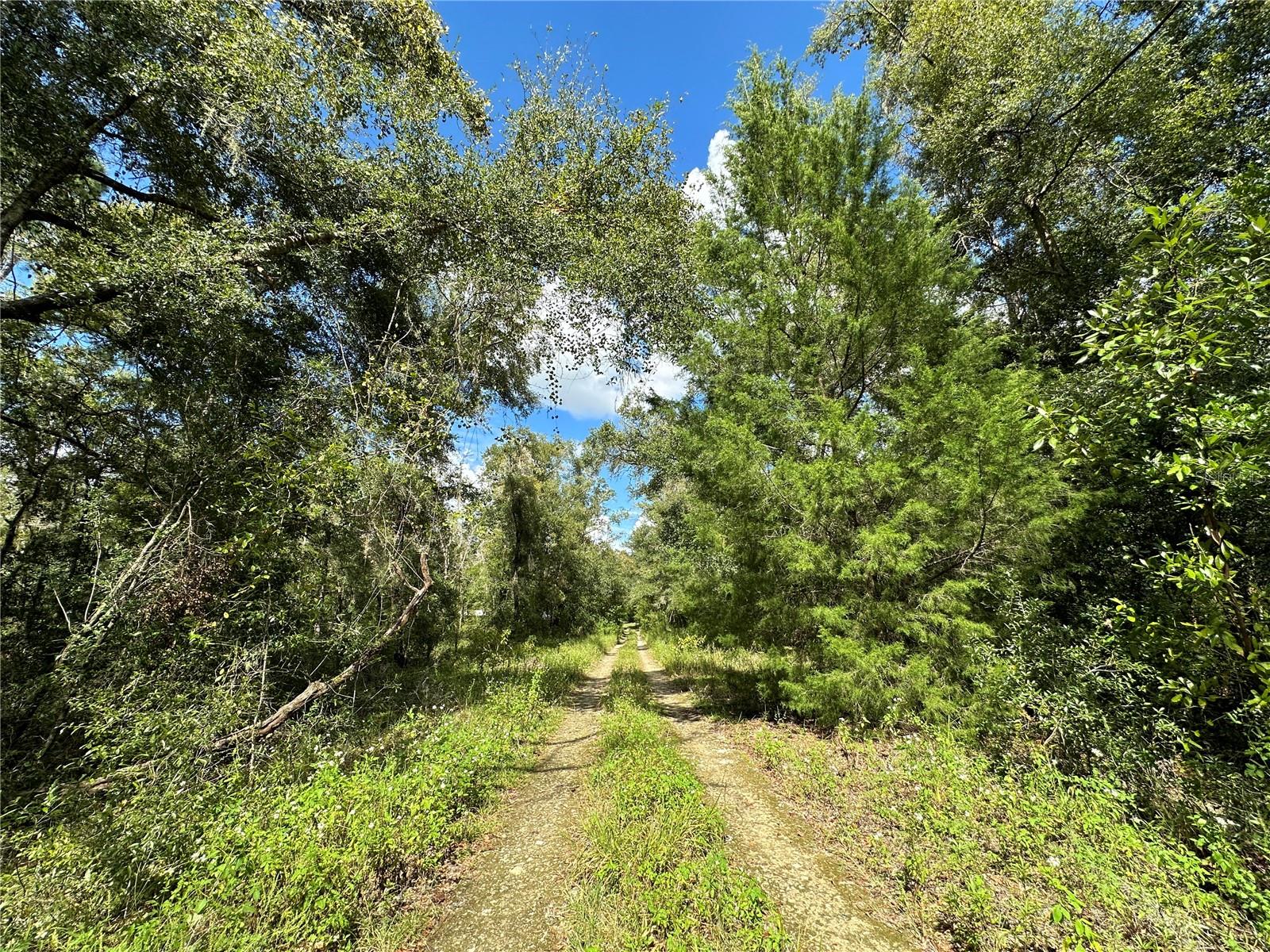 000 NE 156TH AVE, WILLISTON, FL, 32696