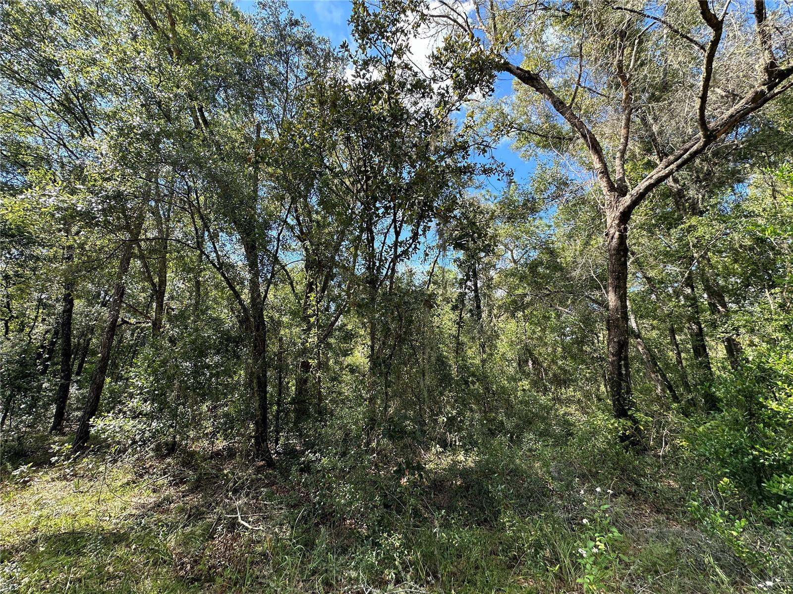 000 NE 156TH AVE, WILLISTON, FL, 32696