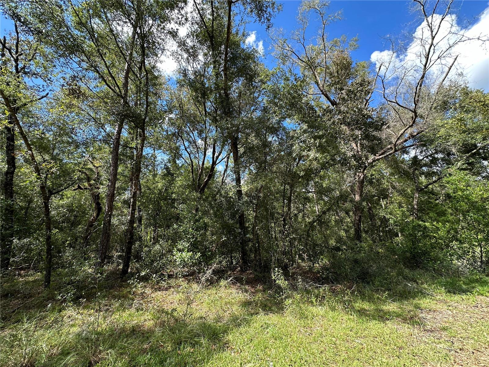 000 NE 156TH AVE, WILLISTON, FL, 32696