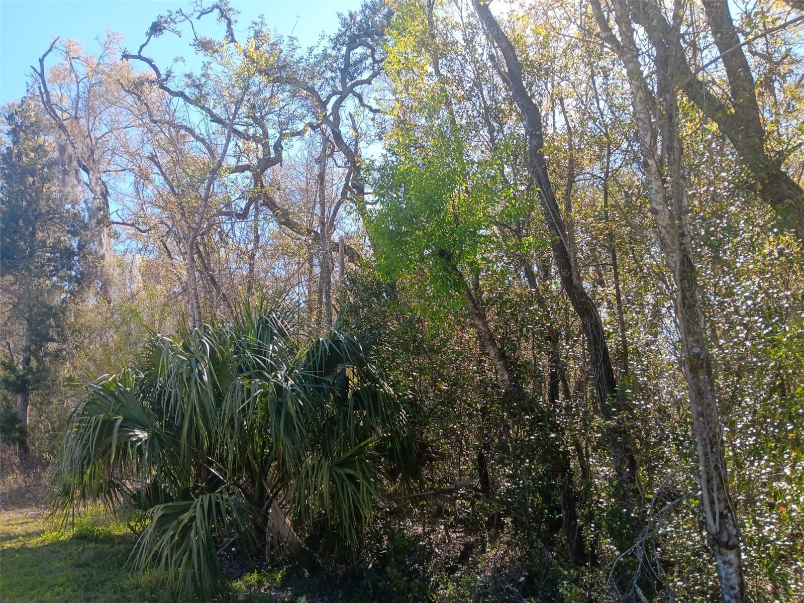 145 PALM DR, BRONSON, FL, 32621