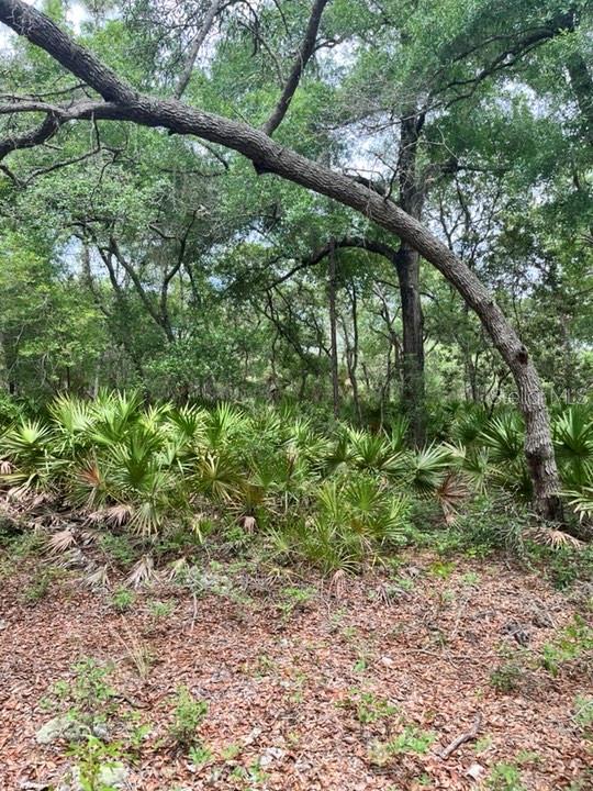 TBD 170th SE AVENUE RD, OCKLAWAHA, FL, 32179