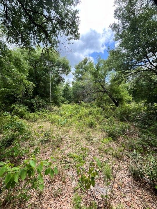 TBD 170th SE AVENUE RD, OCKLAWAHA, FL, 32179