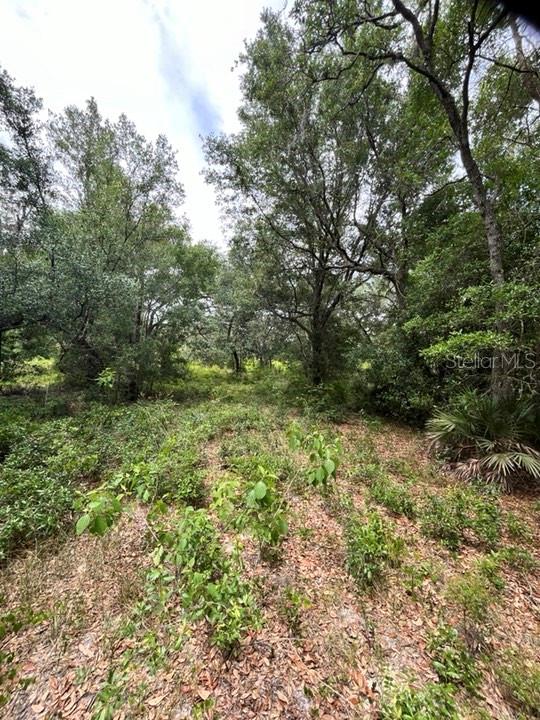 TBD 170th SE AVENUE RD, OCKLAWAHA, FL, 32179