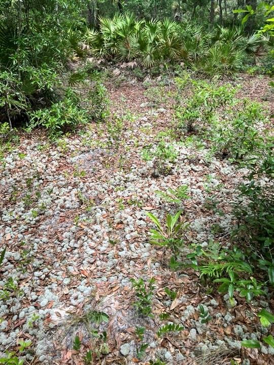 TBD 170th SE AVENUE RD, OCKLAWAHA, FL, 32179