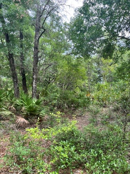 TBD 170th SE AVENUE RD, OCKLAWAHA, FL, 32179