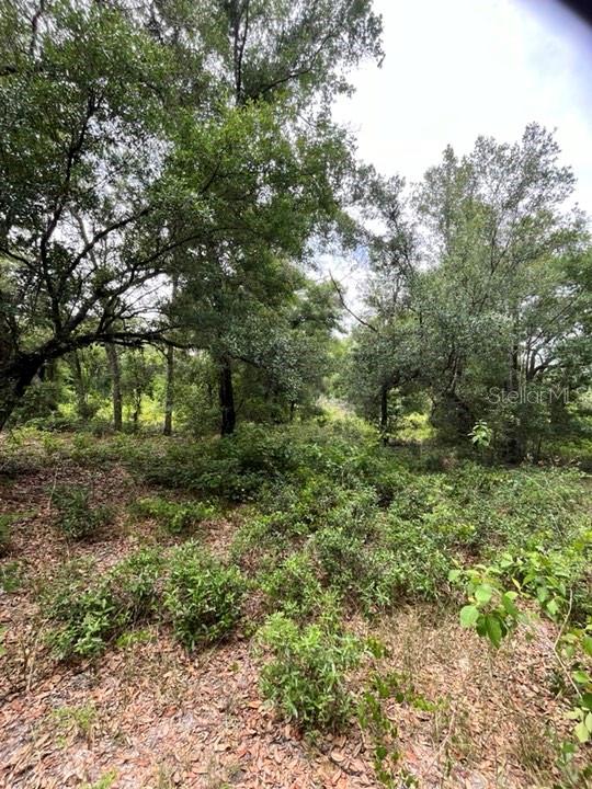 TBD 170th SE AVENUE RD, OCKLAWAHA, FL, 32179