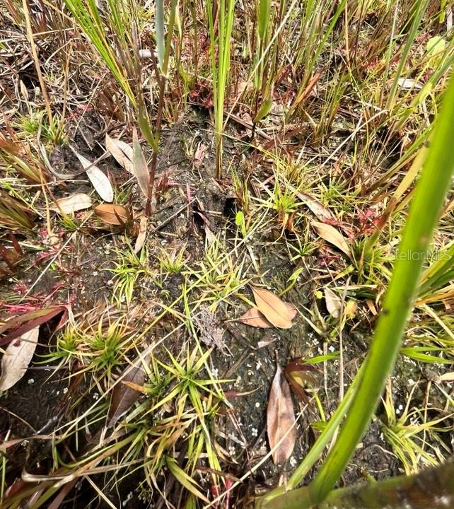 TBD 170th SE AVENUE RD, OCKLAWAHA, FL, 32179
