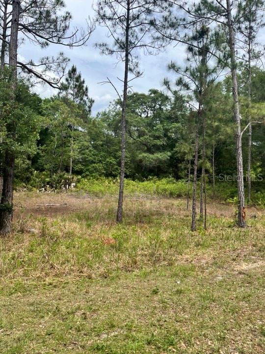 TBD 170th SE AVENUE RD, OCKLAWAHA, FL, 32179