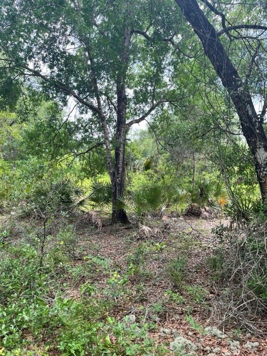 TBD 170th SE AVENUE RD, OCKLAWAHA, FL, 32179