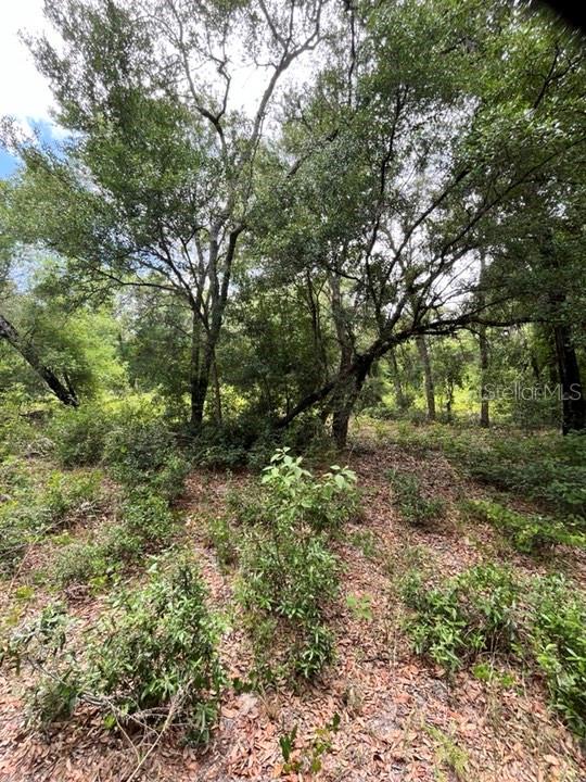 TBD 170th SE AVENUE RD, OCKLAWAHA, FL, 32179