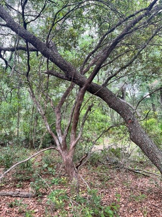 TBD 170th SE AVENUE RD, OCKLAWAHA, FL, 32179